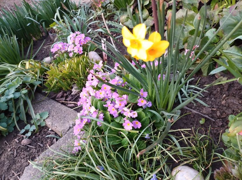  - Flori de gradina-2023