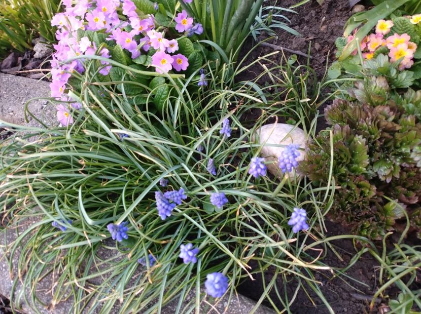  - Flori de gradina-2023