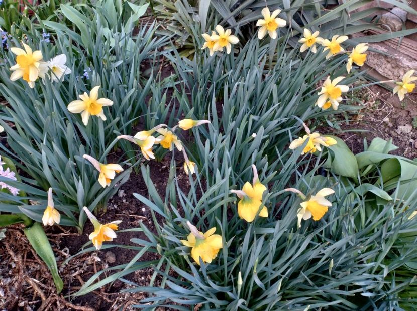  - Flori de gradina-2023