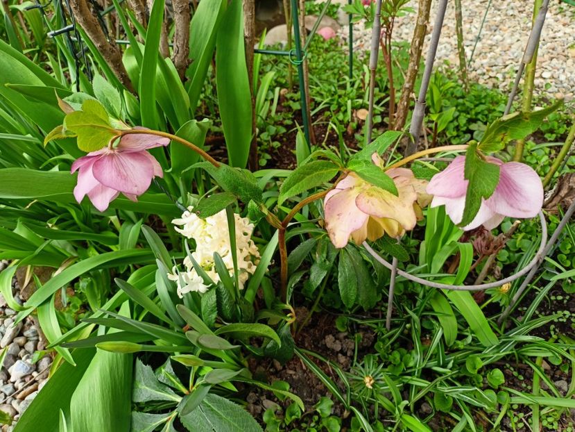 Helleborus Double Ellen Pink - Grădina 2023