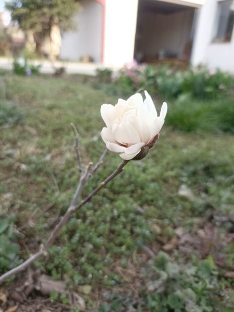 25.03.23 - Magnolia stellata