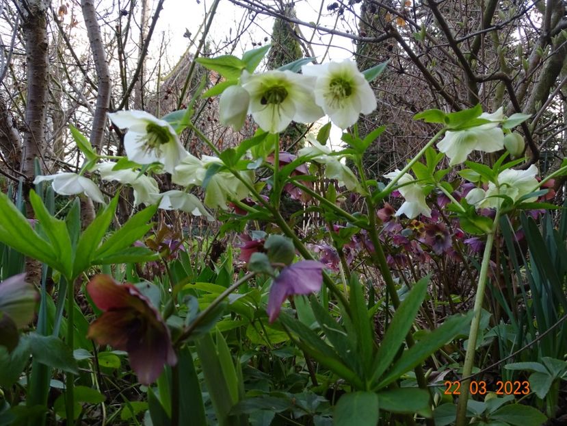 seedling - Helleborus 2023
