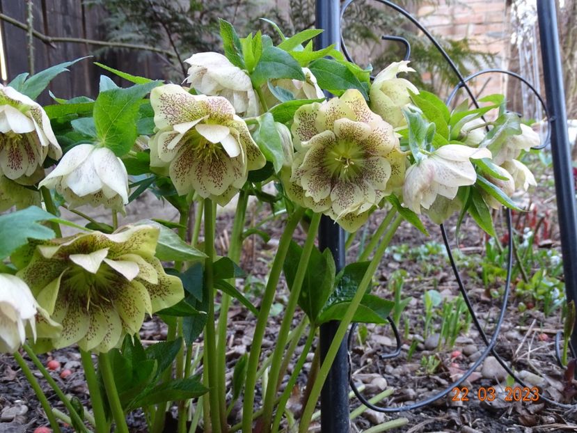 Double White Spotted - Helleborus 2023