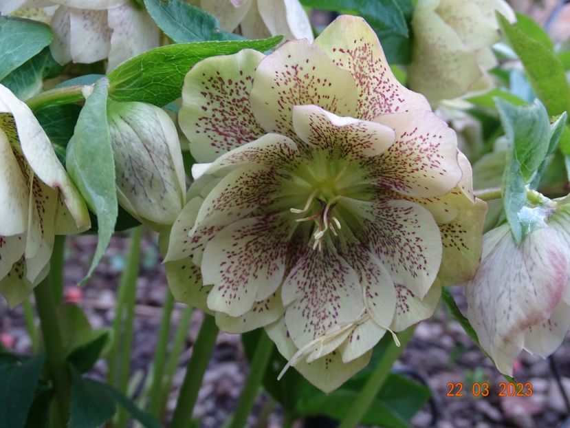 Double White Spotted - Helleborus 2023