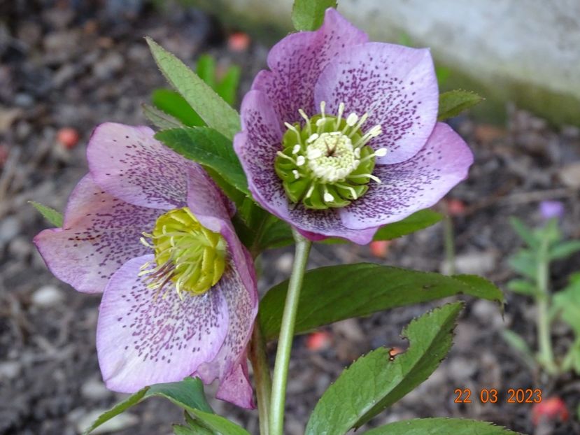 Montsegur - Helleborus 2023