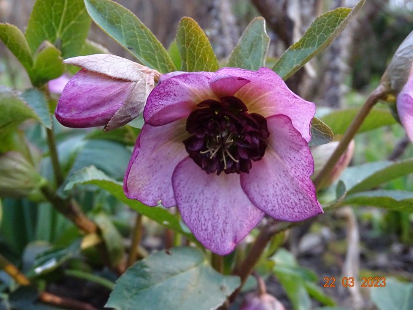 Cherry Blossom - Helleborus 2023