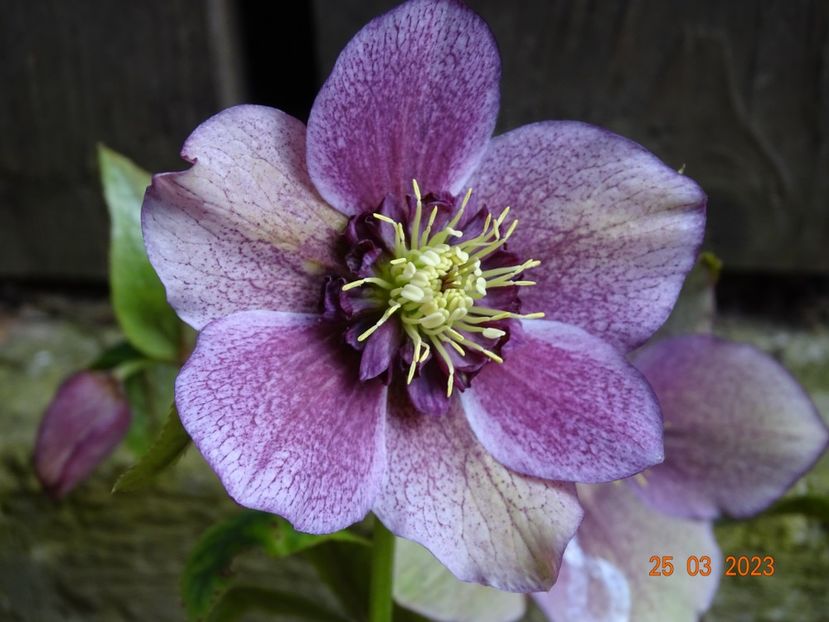seedling anemona - Helleborus 2023