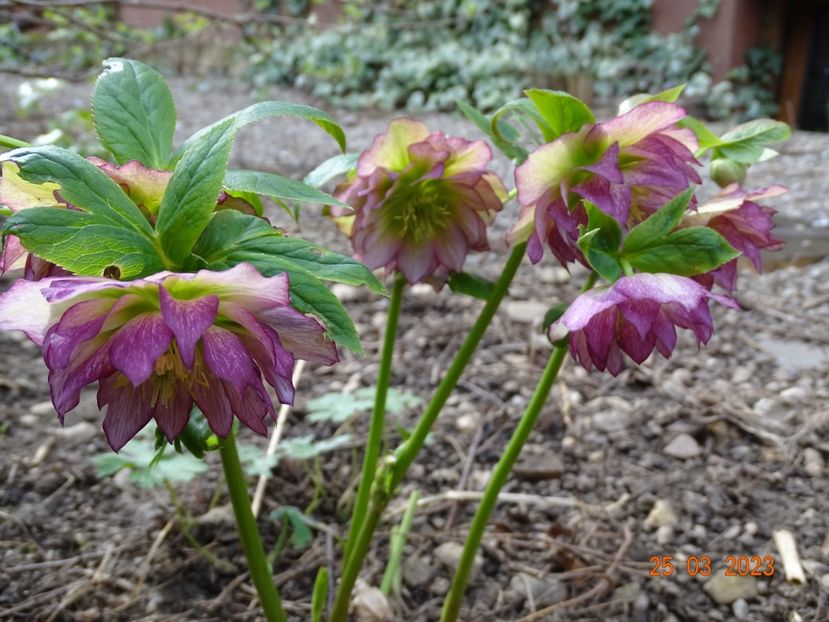 Double Ellen Picotee - Helleborus 2023