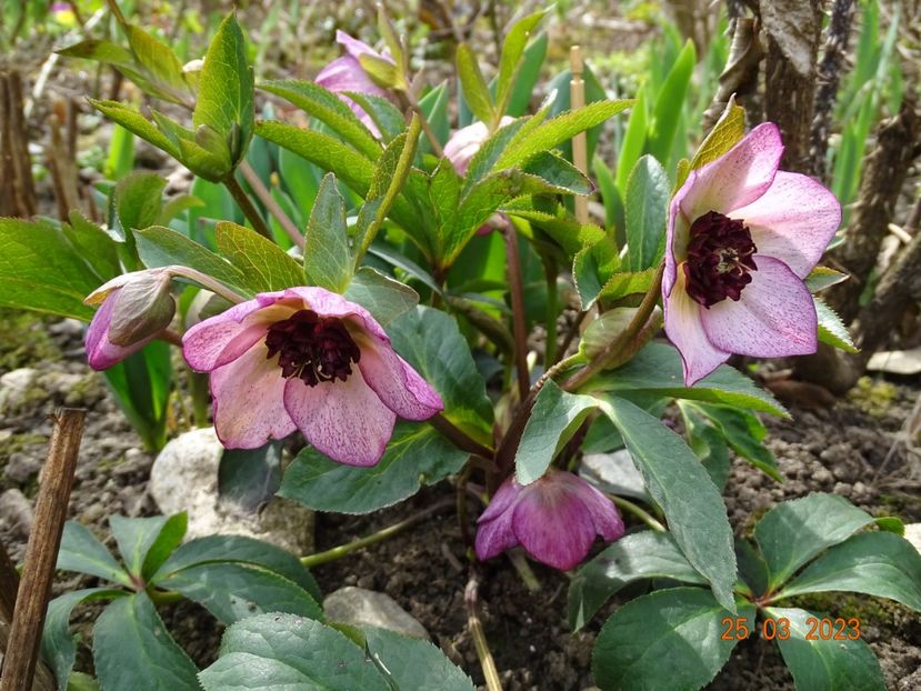Cherry Blossom - Helleborus 2023