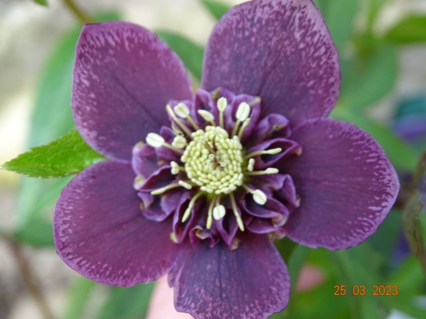 Aubergine anemona - Helleborus 2023