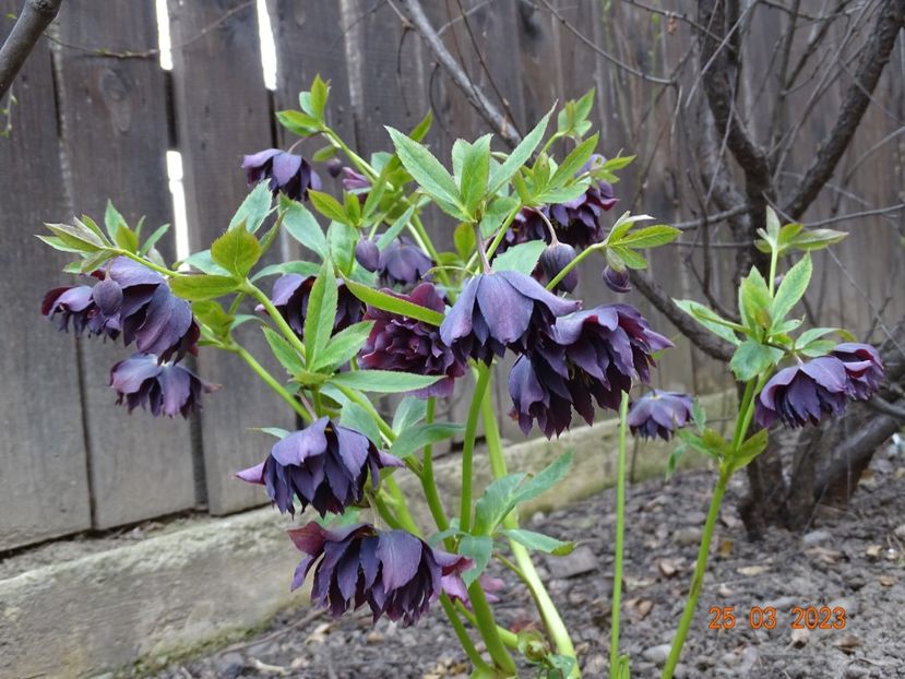 Double Ellen Purple - Helleborus 2023