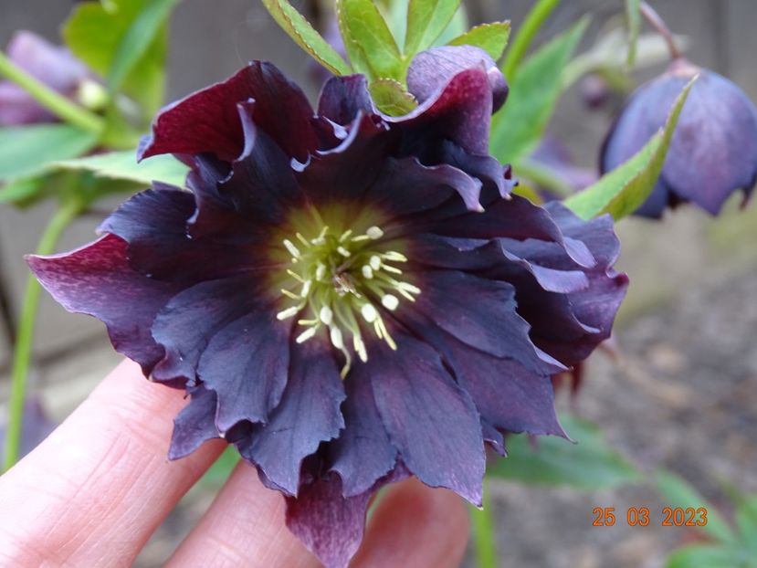 Double Ellen Purple - Helleborus 2023