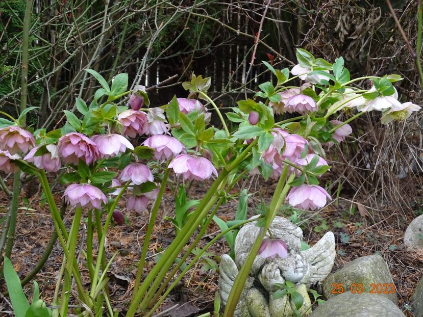 Double Ellen Pink + seedling - Helleborus 2023