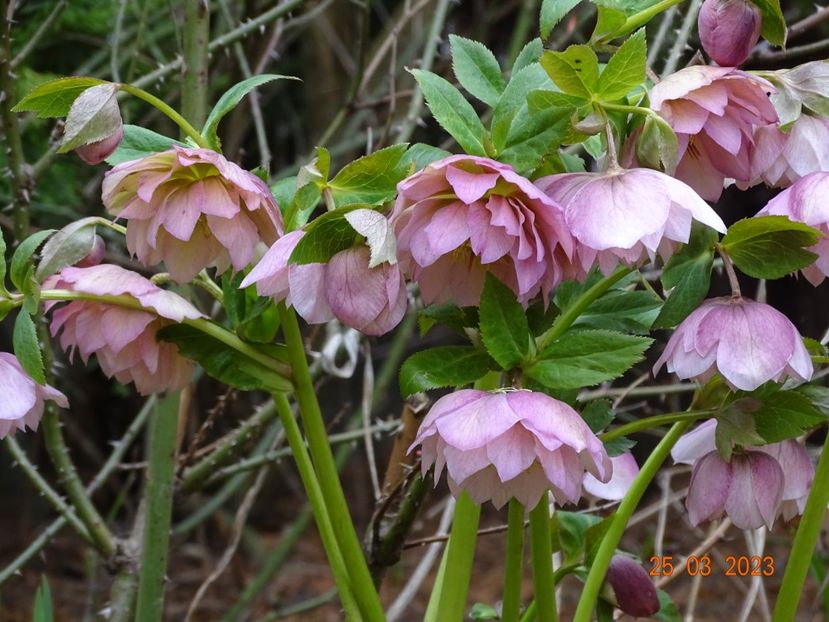 Double Ellen Pink - Helleborus 2023