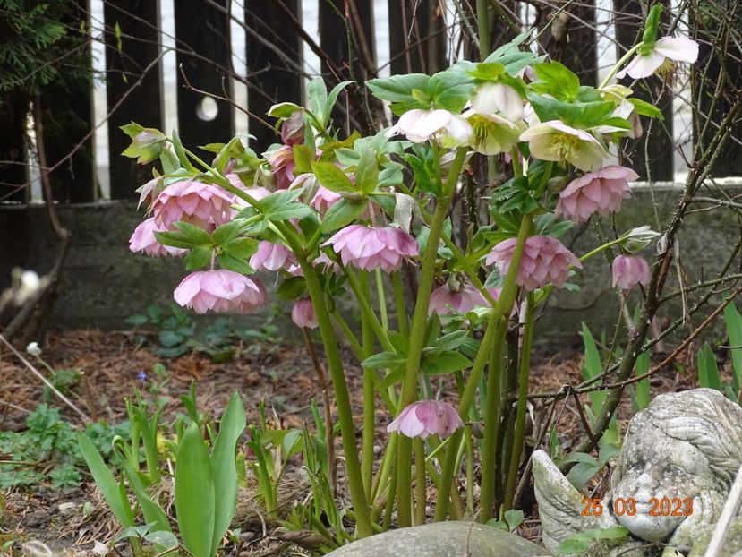 Double Ellen Pink + seedling - Helleborus 2023