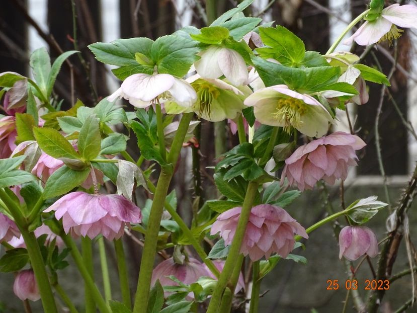 Double Ellen Pink + seedling - Helleborus 2023