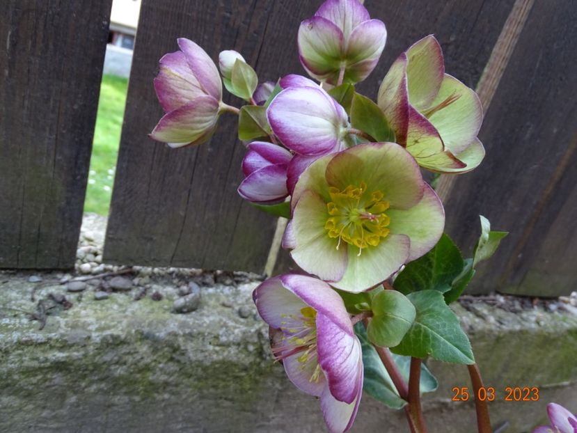 Glenda's Gloss - Helleborus 2023