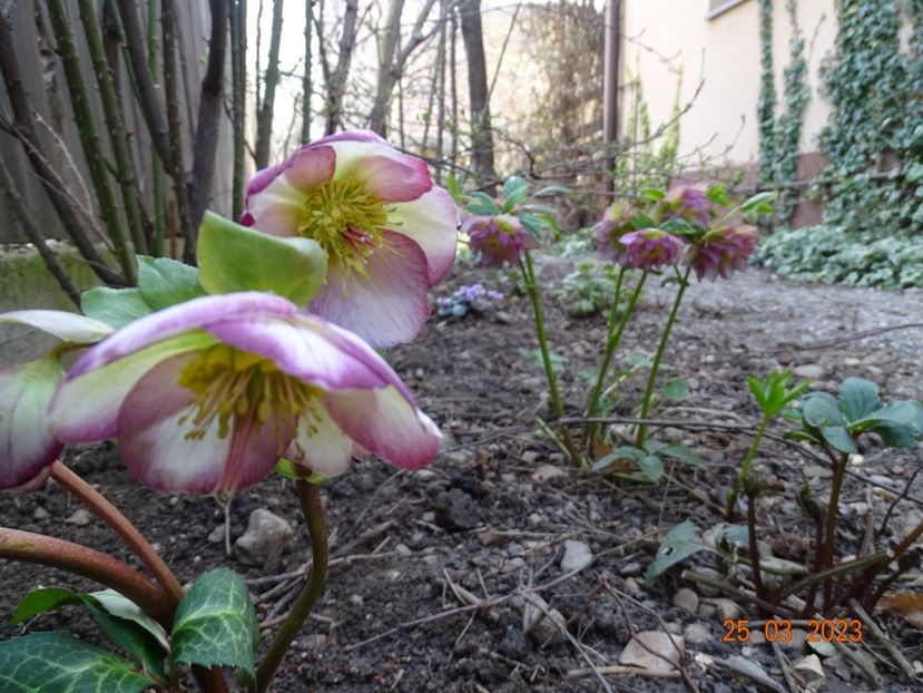 Glenda's Gloss + Double Ellen Picotee - Helleborus 2023