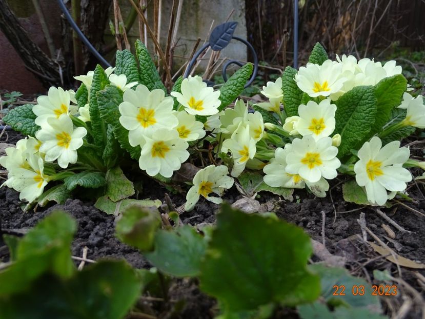 primula vulgaris - Primule 2023