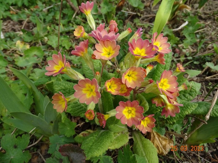 seedling - Primule 2023