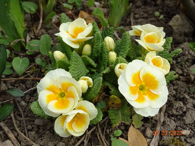 primula acaulis - Primule 2023