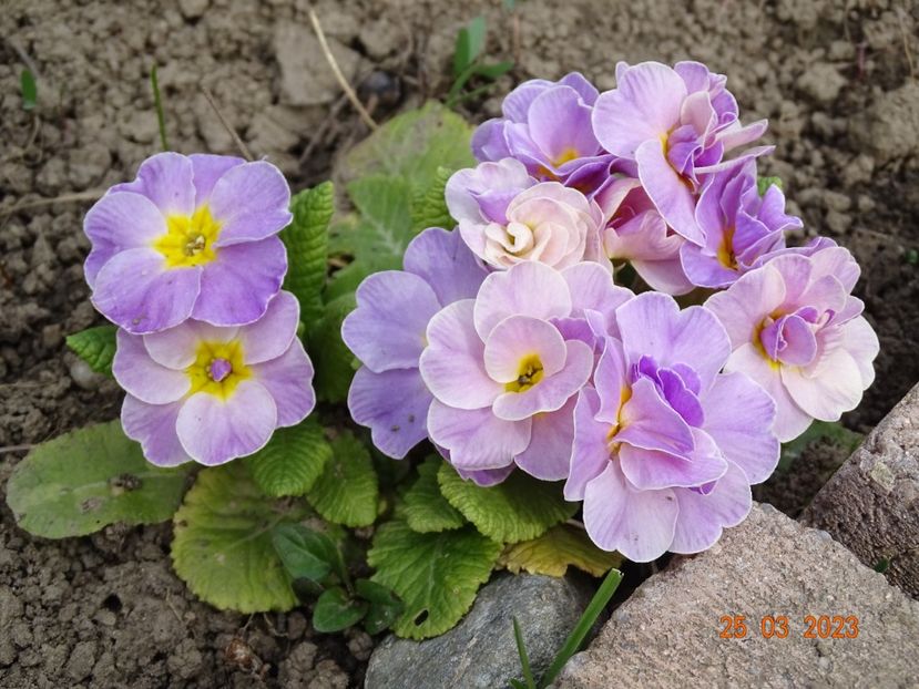 primula acaulis dubla - Primule 2023