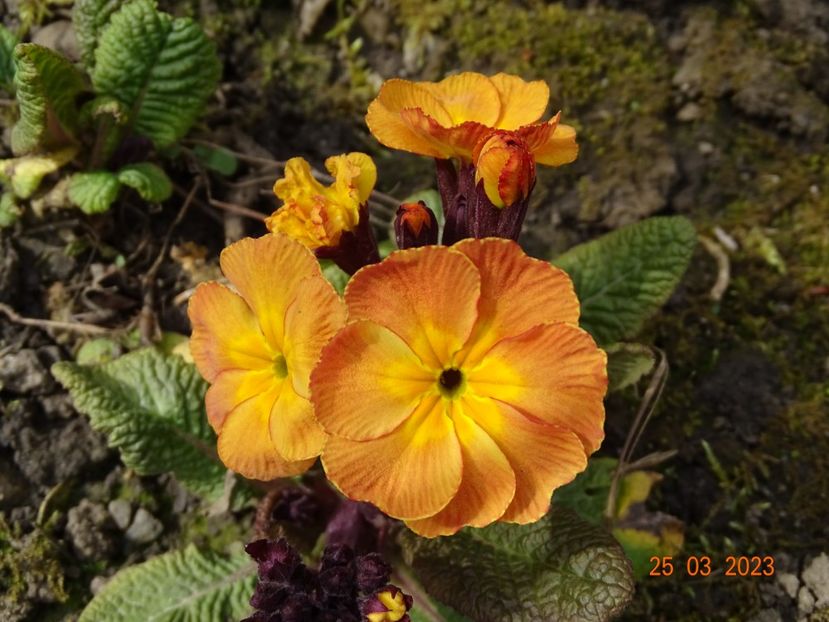 primula elatior Gold Nugget - Primule 2023