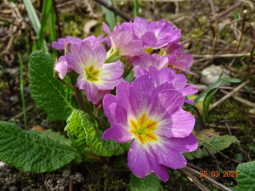 seedling - Primule 2023