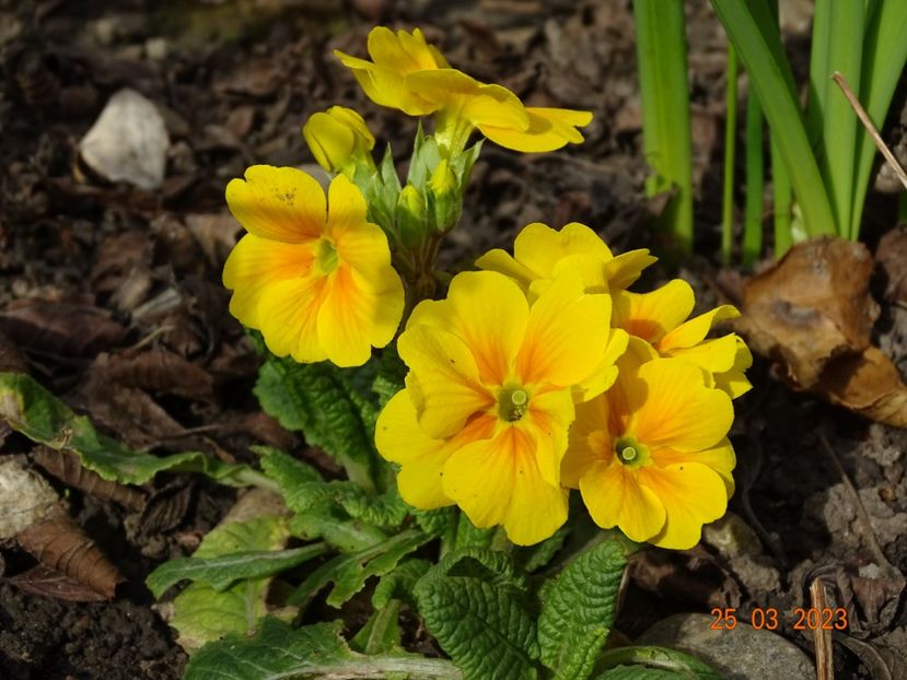 primula acaulis - Primule 2023