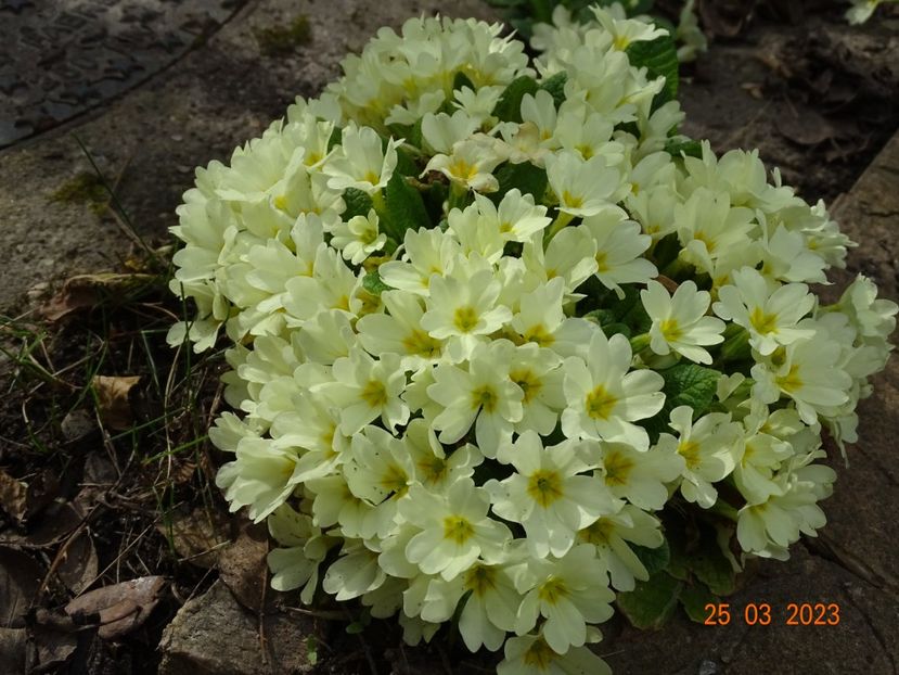 primula vulgaris - Primule 2023