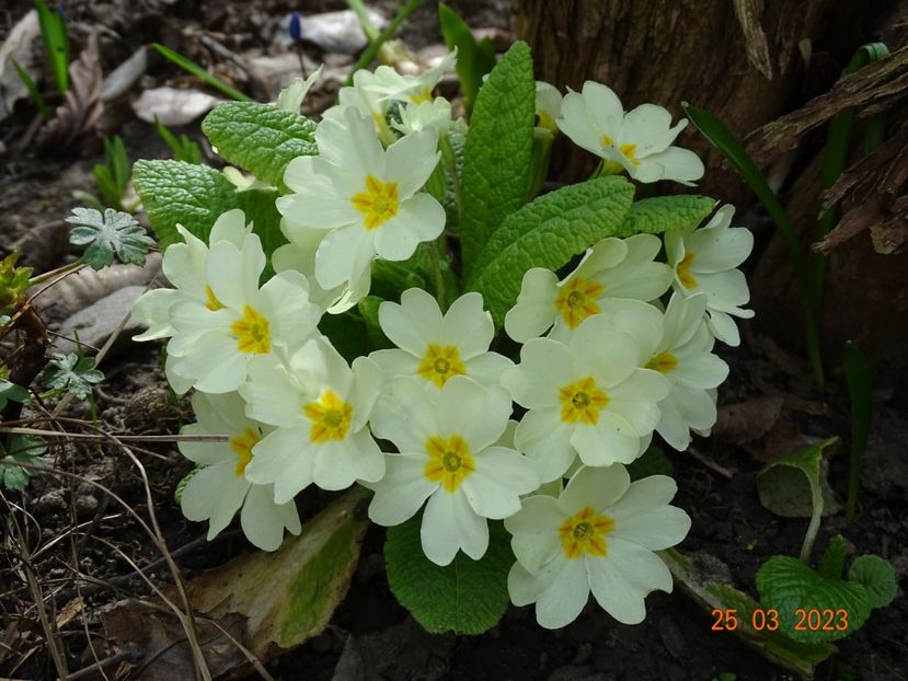 primula vulgaris - Primule 2023