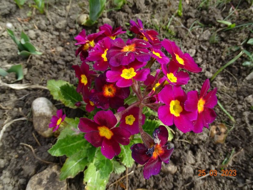 Oakleaf Magenta - Primule 2023