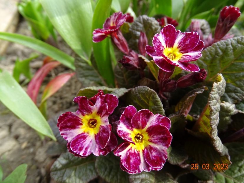 Dark Rosaleen - Primule 2023