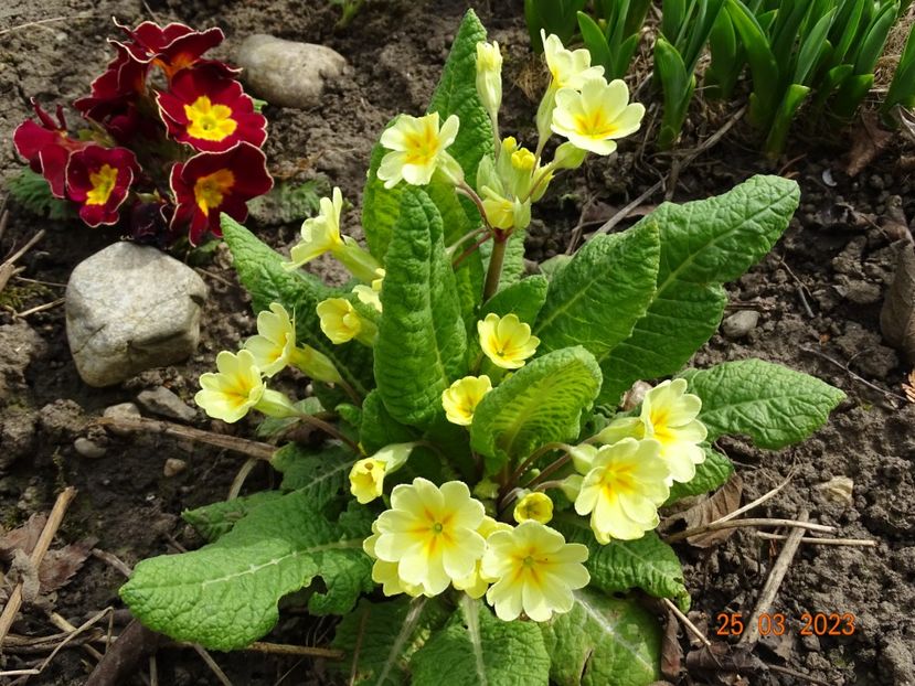 seedling - Primule 2023