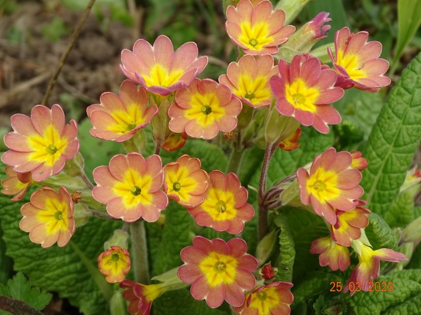 seedling - Primule 2023