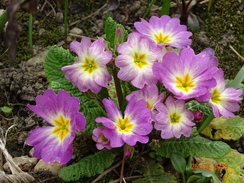 seedling - Primule 2023