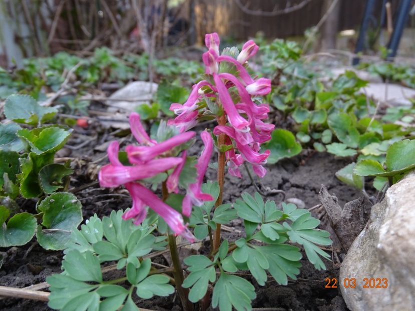corydalis solida Beth Evans - Primavara 2023