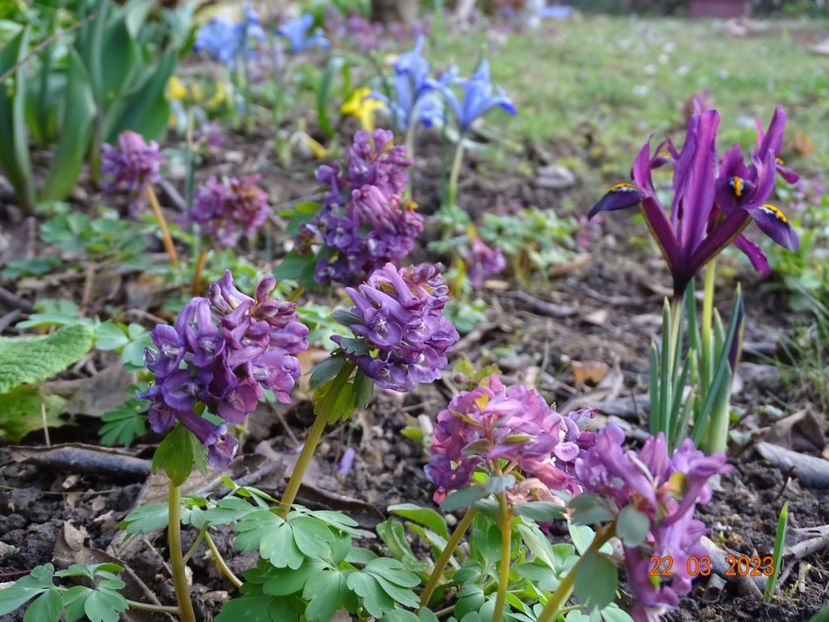 corydalis cava - Primavara 2023