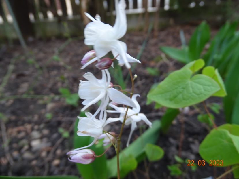 epimedium Yenomoto - Primavara 2023