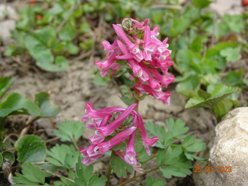 corydalis solida Beth Evans - Primavara 2023