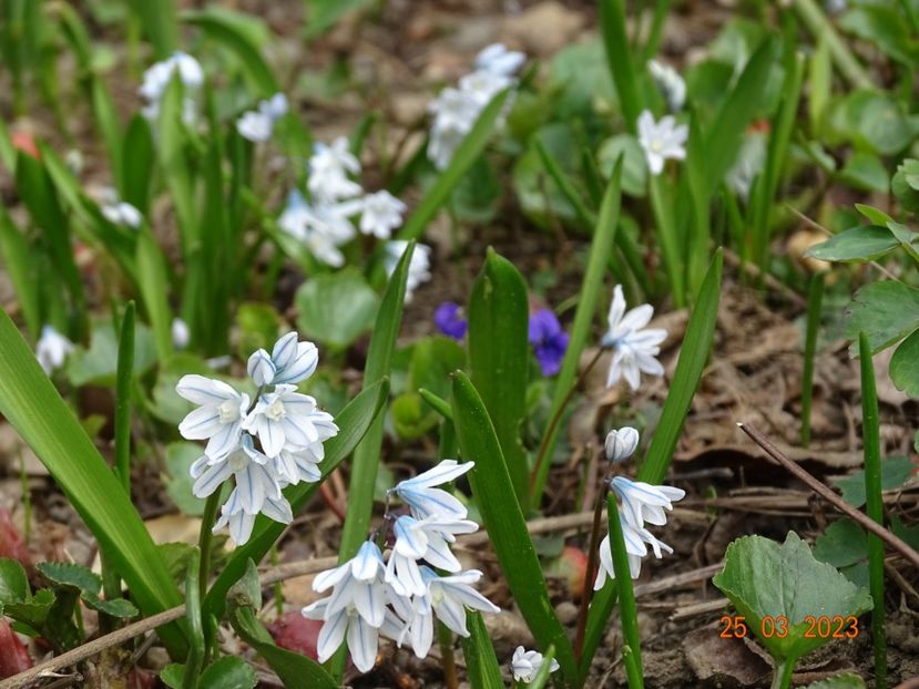 puschkinia libanotica - Primavara 2023
