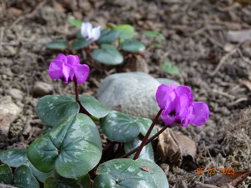 cyclamen coum Rubrum - Primavara 2023
