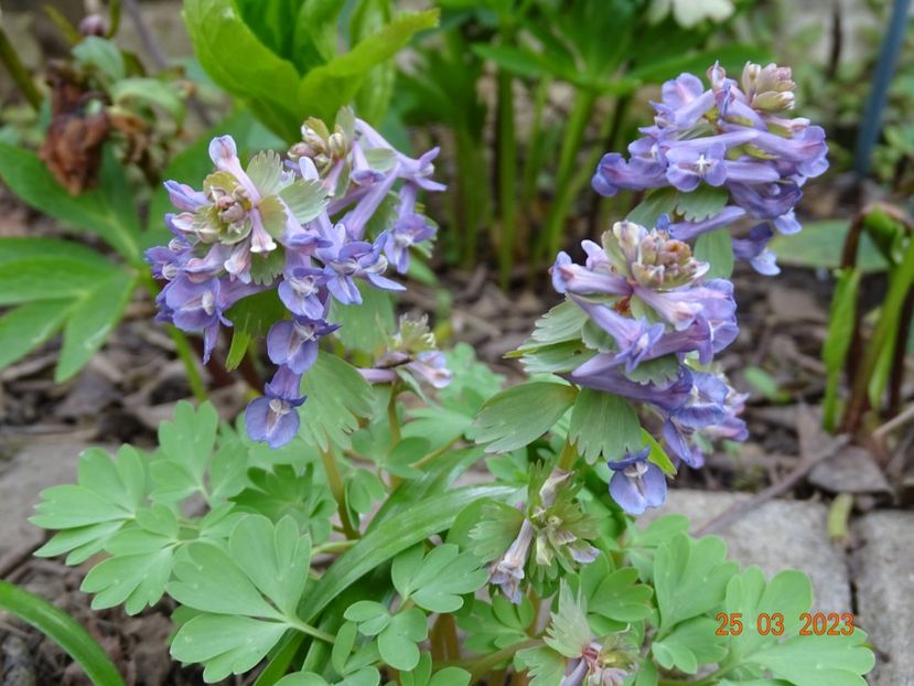 corydalis cava - Primavara 2023