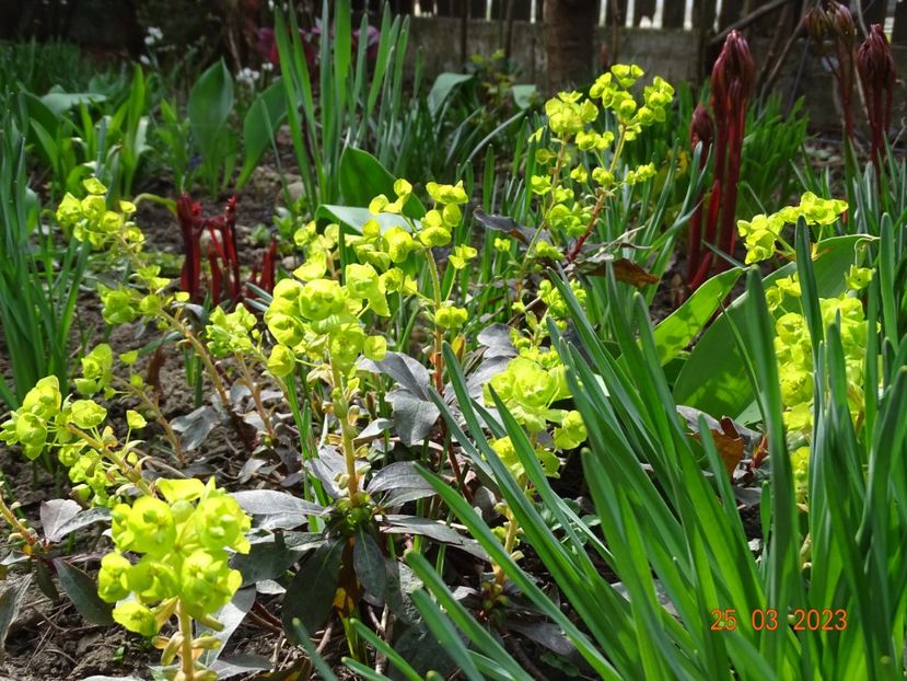 euphorbia purpurea - Primavara 2023