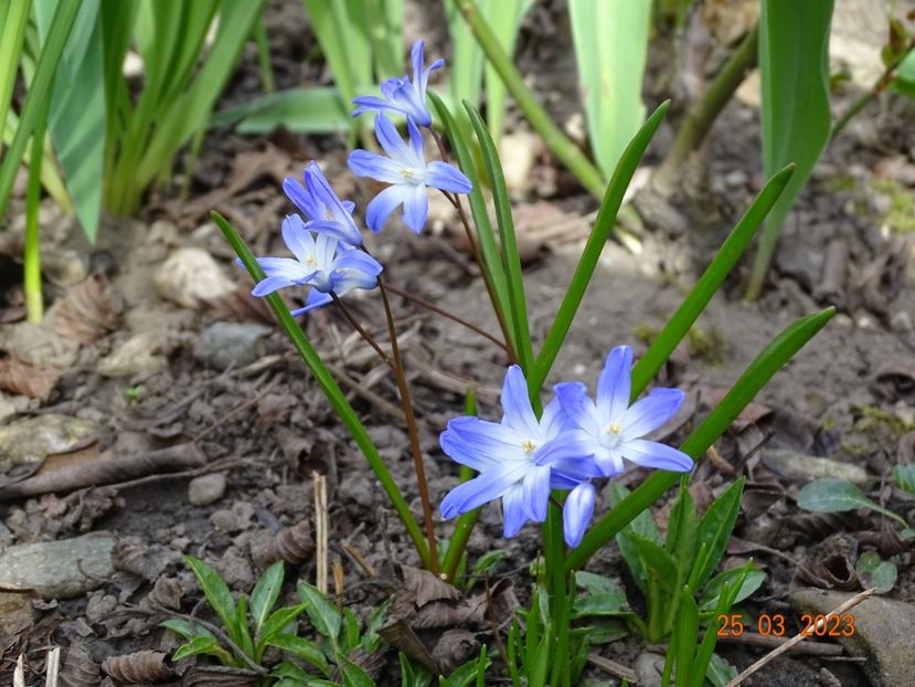 chionodoxa forbesii - Primavara 2023