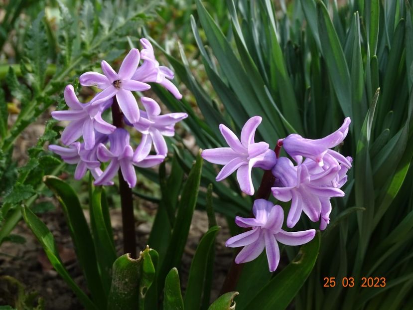 Splendid Cornelia - Primavara 2023