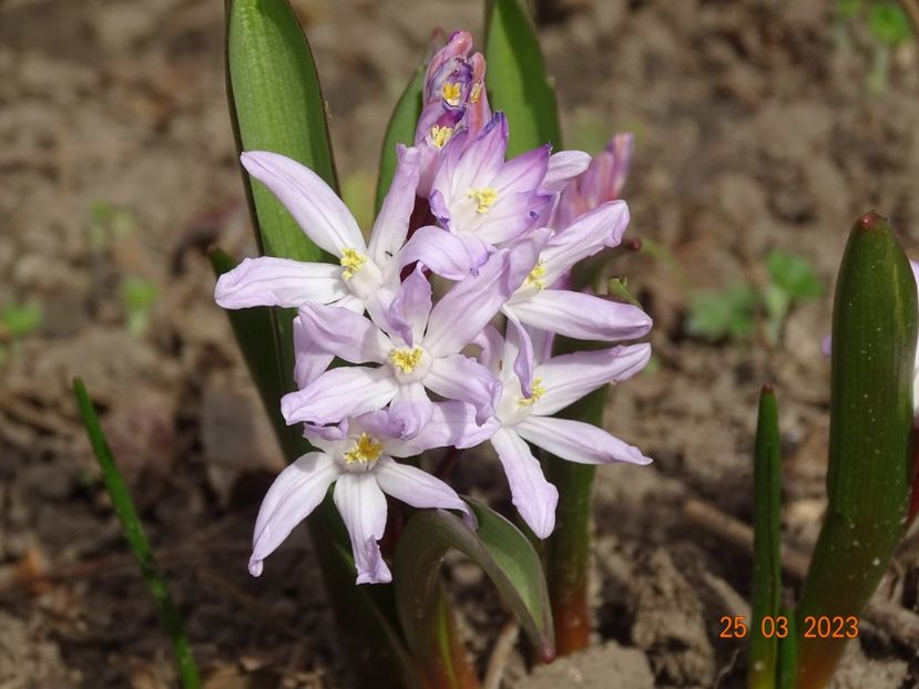 chionodoxa forbesii - Primavara 2023