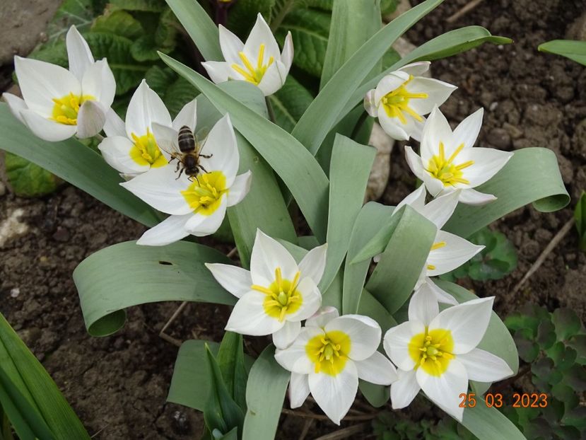 tulipa polychroma - Primavara 2023