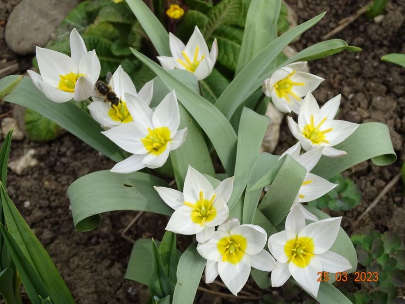 tulipa polychroma - Primavara 2023