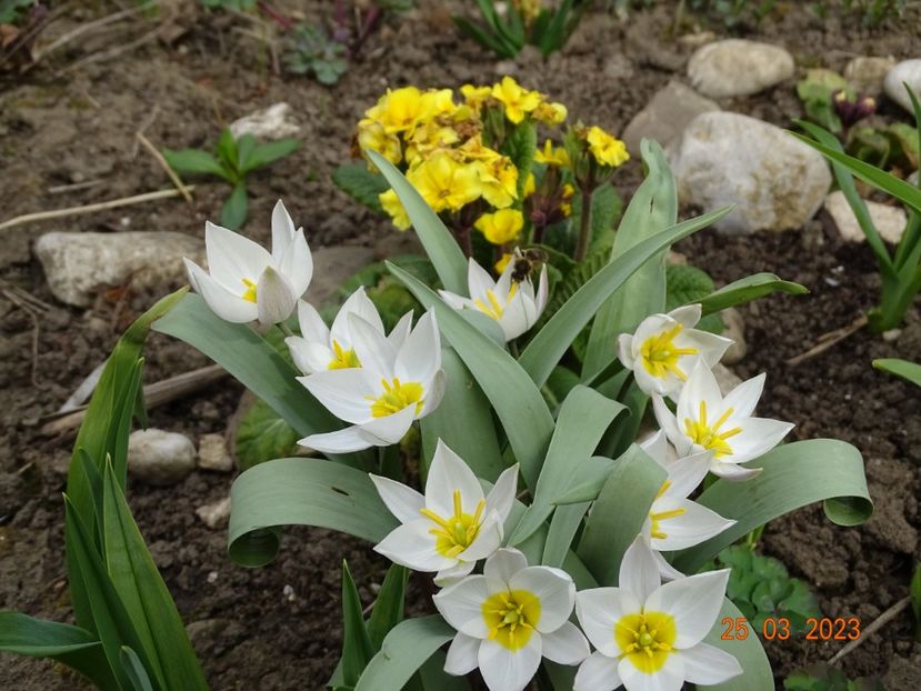 tulipa polychroma - Primavara 2023
